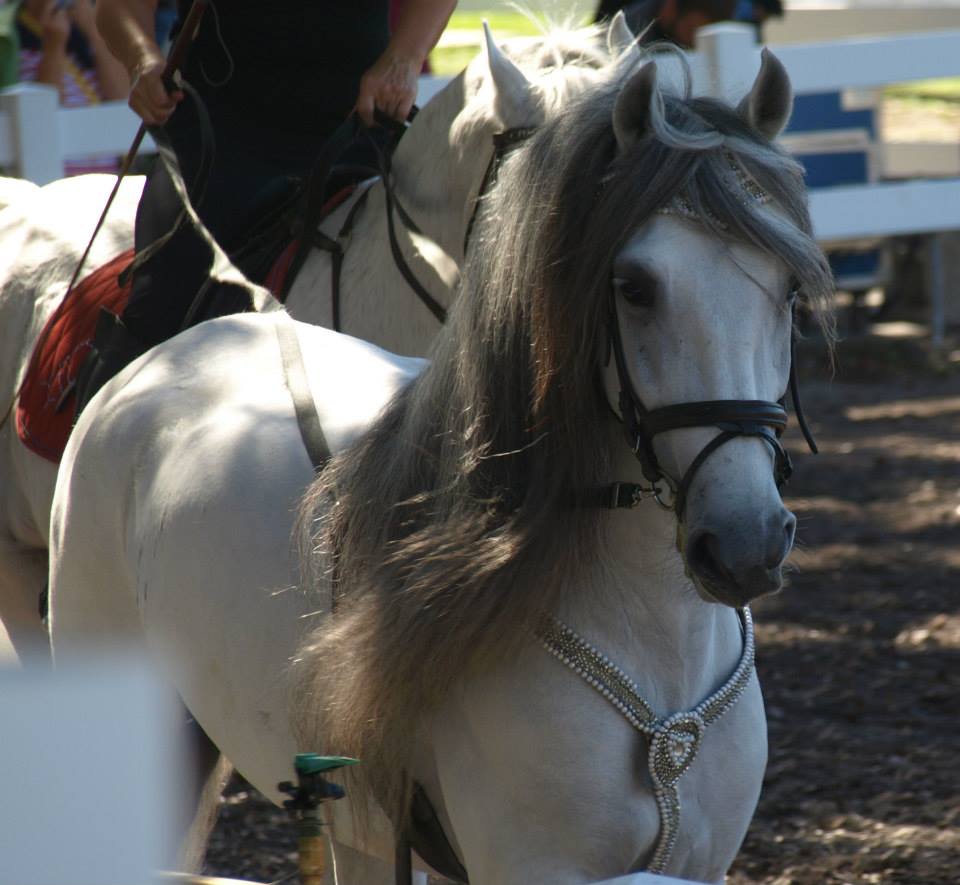 Useful Facts About the Remarkable Lipizzaner Horses in Florida 4 1797490 841218255904652 1862652467 n